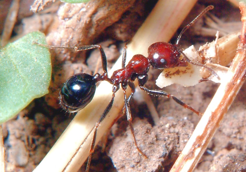 Desolazione (formiche, Messor sp?)